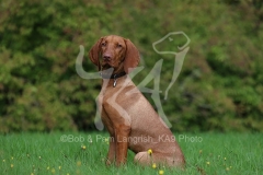Hungarian Vizsla
