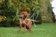 Hungarian Vizsla