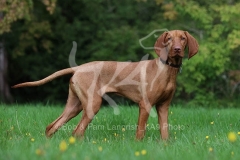 Hungarian Vizsla