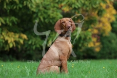 Hungarian Vizsla