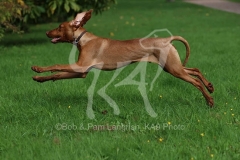 Hungarian Vizsla