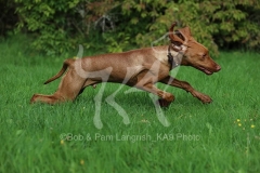 Hungarian Vizsla