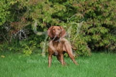 Hungarian Vizsla