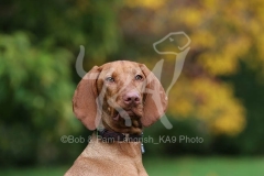 Hungarian Vizsla