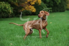 Hungarian Vizsla
