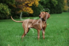 Hungarian Vizsla