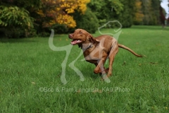 Hungarian Vizsla