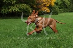 Hungarian Vizsla