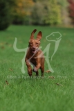 Hungarian Vizsla