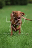 Hungarian Vizsla