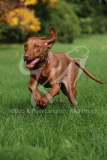 Hungarian Vizsla