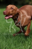 Hungarian Vizsla
