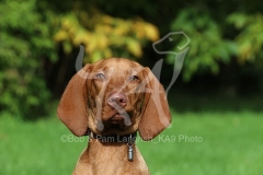 Hungarian Vizsla