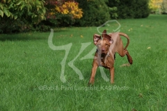 Hungarian Vizsla