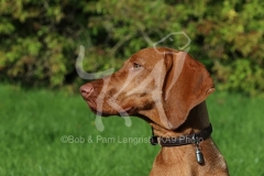 Hungarian Vizsla