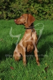 Hungarian Vizsla