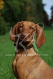 Hungarian Vizsla