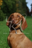 Hungarian Vizsla