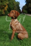 Hungarian Vizsla
