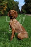 Hungarian Vizsla