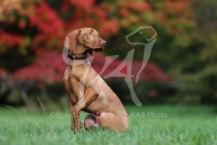 Hungarian Vizsla