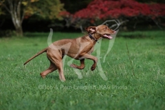Hungarian Vizsla