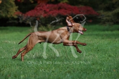 Hungarian Vizsla
