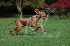 Hungarian Vizsla