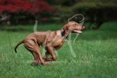 Hungarian Vizsla