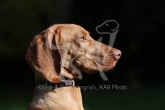 Hungarian Vizsla