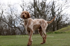 Hungarian Wirehaired Vizsla