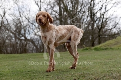 Hungarian Wirehaired Vizsla
