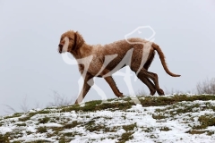 Hungarian Wirehaired Vizsla