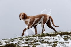 Hungarian Wirehaired Vizsla