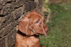 Hungarian Wirehaired Vizsla