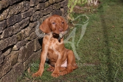 Hungarian Wirehaired Vizsla