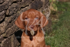 Hungarian Wirehaired Vizsla