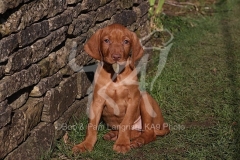 Hungarian Wirehaired Vizsla