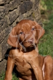 Hungarian Wirehaired Vizsla