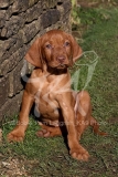 Hungarian Wirehaired Vizsla
