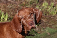 Hungarian Wirehaired Vizsla