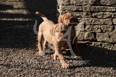 Hungarian Wirehaired Vizsla