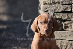 Hungarian Wirehaired Vizsla