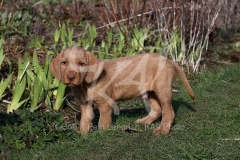 Hungarian Wirehaired Vizsla