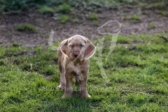 Hungarian Wirehaired Vizsla