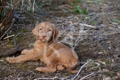Hungarian Wirehaired Vizsla