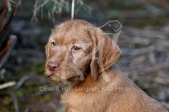 Hungarian Wirehaired Vizsla