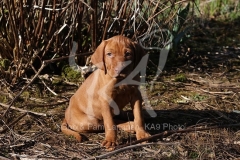 Hungarian Wirehaired Vizsla