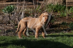 Hungarian Wirehaired Vizsla