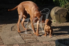 Hungarian Wirehaired Vizsla